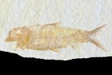Double Knightia Fossil Fish - Wyoming #75990-1